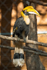 Wreathed Hornbill sitting on a branch