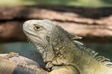 lizards on a grass