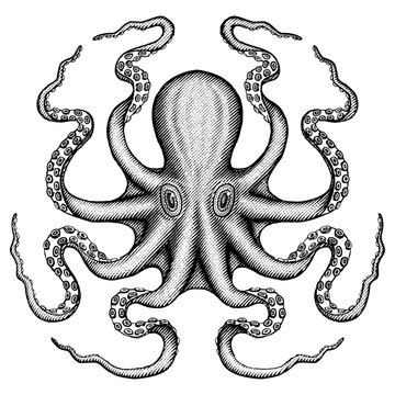 Octopus Sea Monster