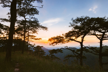 Obraz premium View of pine forest in sunset scene in Phu Soi Dao national park, Thailand.