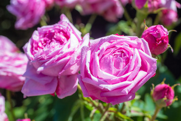 Beautiful rose garden in Summer, UK.