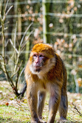 Berber monkey looking at the meadow for his little baby monkey
