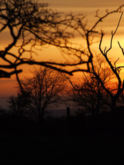 Trees in the sunset background