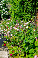 Fototapeta na wymiar Beautiful rose garden in Summer, UK.