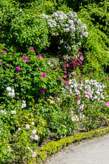 Beautiful rose garden in Summer, UK.