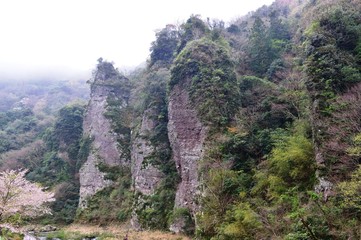 豊後高田の桜と柳