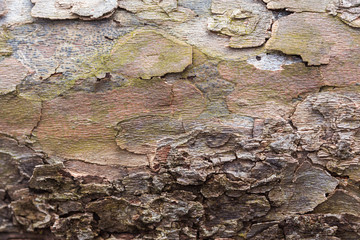 Tree bark texture