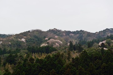 Fototapeta na wymiar 安岐ダムの桜