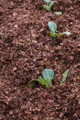 Young cauliflower plants in a garden covered in leaf mulch