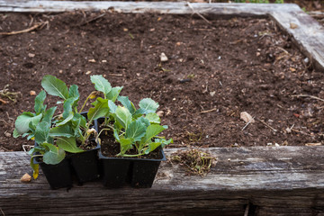 Cauliflower and Cabbage plants ready to be planted into a garden