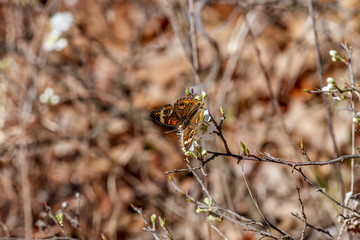 Butterfly 2