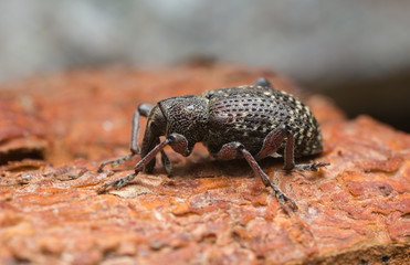 Large spruce weevil, Hylobius excavatus on wood