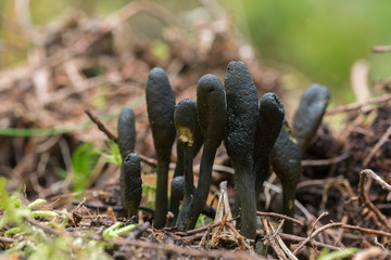 Parasitic fungi Elaphocordyceps ophioglossoides