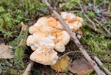 Fruit bodies of wood hedgehog, Hydnum repandum