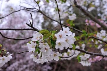 風土記の丘の桜