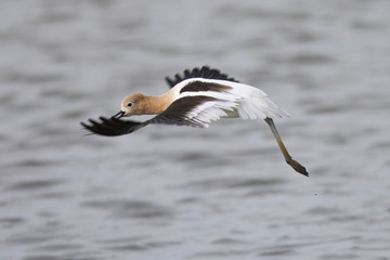 American avocet about landing in a North California marsh 