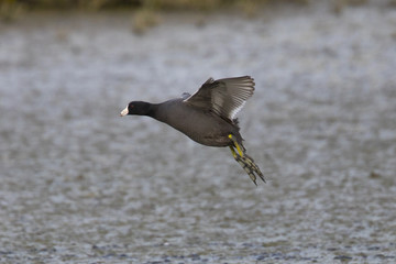 American coot flying,  about to land 