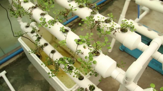 Hydroponic vegetable is planted in a garden