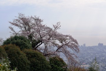 ラクテンチの桜