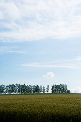 Obraz premium 初夏のムギ畑