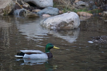 Mallard Duck Swimming Upstream