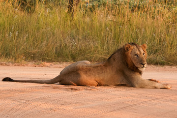 African black maned lion resting in the road in the early morning 