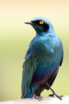 Lesser blue-eared starling perched on the side of a pond