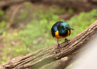 Superb starling called Lamprotornis superbus