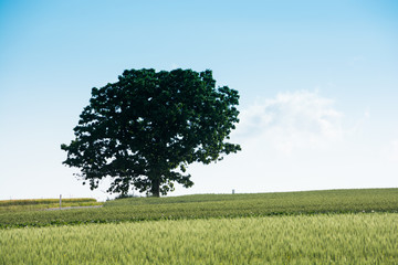 Fototapeta na wymiar 大きな木と青空