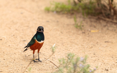 Superb starling called Lamprotornis superbus