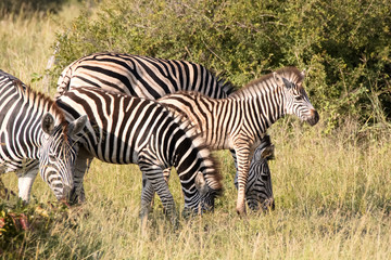 Fototapeta na wymiar Burchell’s zebra foal with the rest of the herd