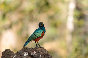 Superb starling called Lamprotornis superbus