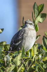 Mockingbird