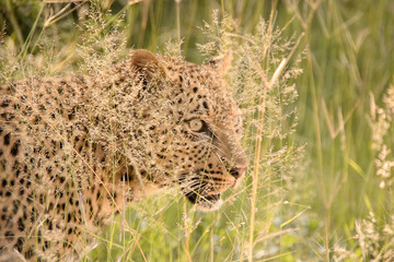 Hidden Leopard stalking through the long grass 