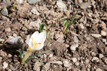 Single white crocus emerging from the ground