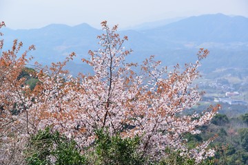 野津原のヤマサクラ