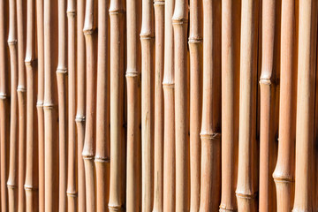 Fototapeta premium Bamboo stalks being used as a privacy fence with selective focus