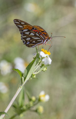Butterfly close up