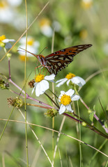 Butterfly close up