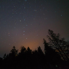 Trees and stars along the lake Huron shore at night