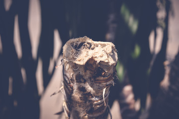 closeup of tree branch