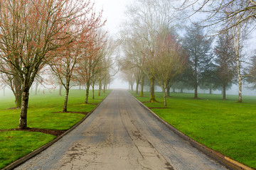 Fototapeta na wymiar Foggy Morning at the Park
