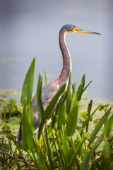 Tri color heron (tricolor egretta) standing behind grasses