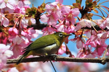 豊前の河津桜