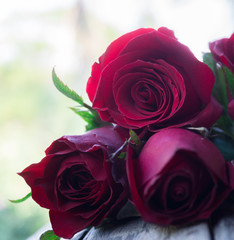 Red roses, Valentine's day.