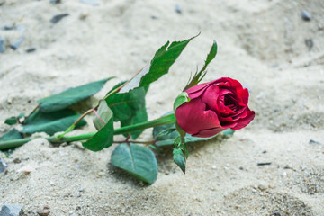 red rose on sand