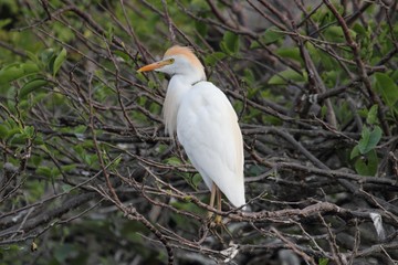 Cattle Egret (Bubulcus ibis)