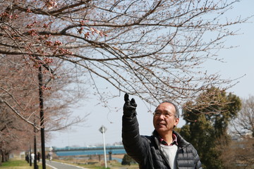 Fototapeta premium 桜の開花を待つシニア男性
