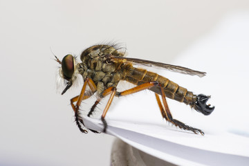 Robber Fly on the edge of a white paper