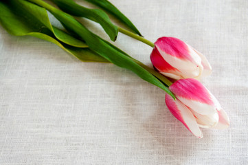 Red and white tulips on white linen fabric